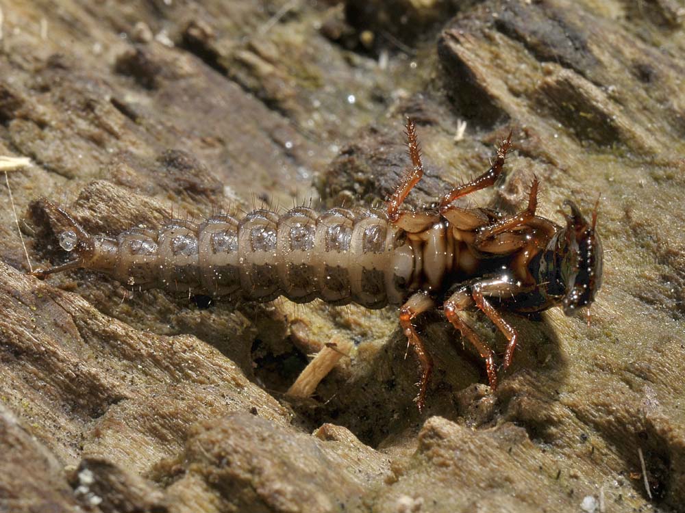 Larva di Ocypus (Staphylinidae)